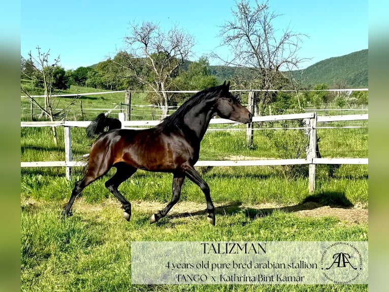 Arabian horses Stallion 4 years 14,2 hh Bay-Dark in Par&#xE1;d