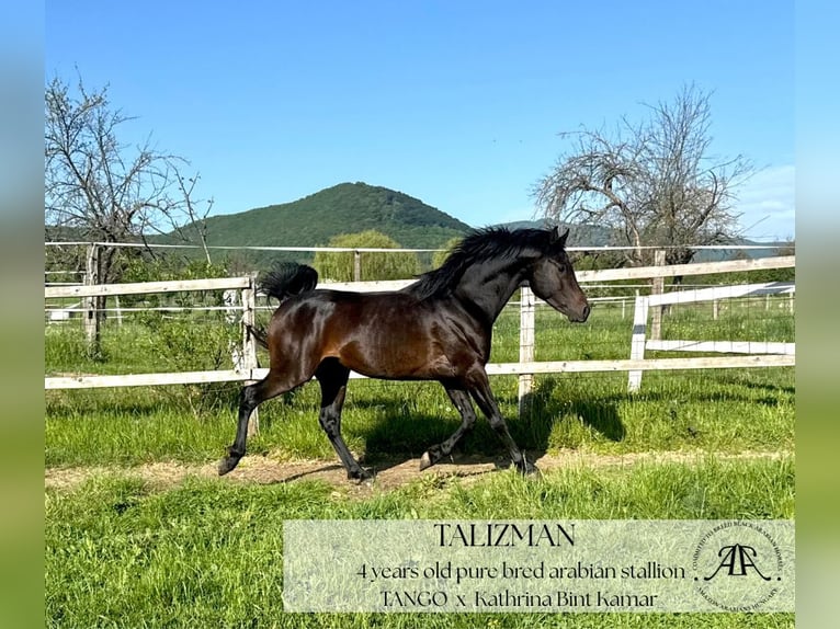 Arabian horses Stallion 4 years 14,2 hh Bay-Dark in Par&#xE1;d