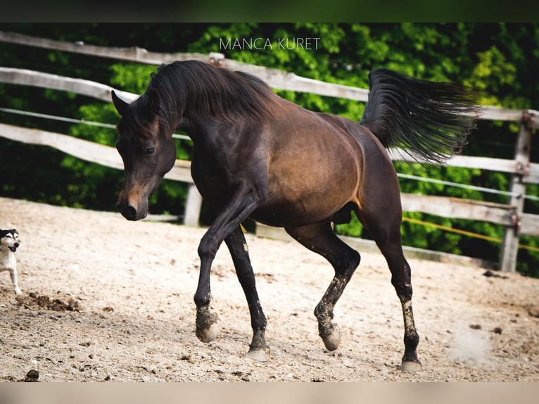 Arabian horses Stallion 4 years 14,2 hh Bay-Dark in Koprivnica