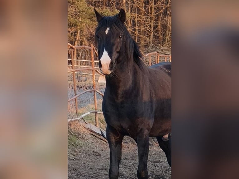 Arabian horses Stallion 4 years 14.2 hh Black in LUBISZYN