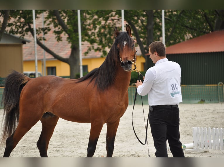 Arabian horses Stallion 4 years 14.2 hh Brown in Fehérvárcsurgó