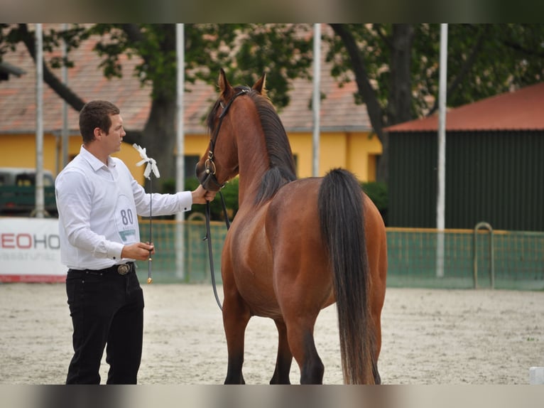 Arabian horses Stallion 4 years 14.2 hh Brown in Fehérvárcsurgó