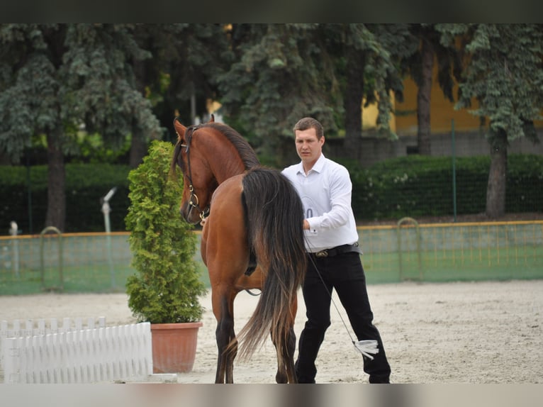 Arabian horses Stallion 4 years 14.2 hh Brown in Fehérvárcsurgó