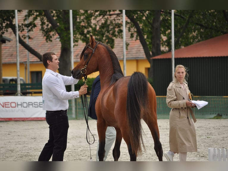 Arabian horses Stallion 4 years 14.2 hh Brown in Fehérvárcsurgó