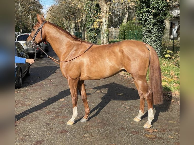 Arabian horses Stallion 4 years 14,3 hh Chestnut-Red in Saint-Pardoux-du-Breuil