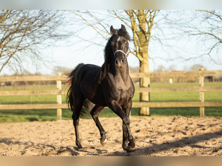 Arabian horses Stallion 4 years 15.1 hh Black in Ooltgensplaat
