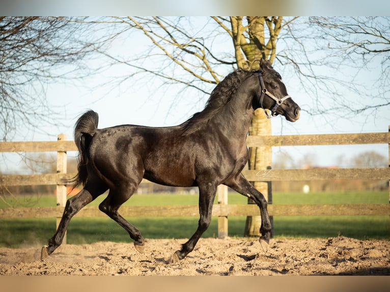 Arabian horses Stallion 4 years 15.1 hh Black in Ooltgensplaat