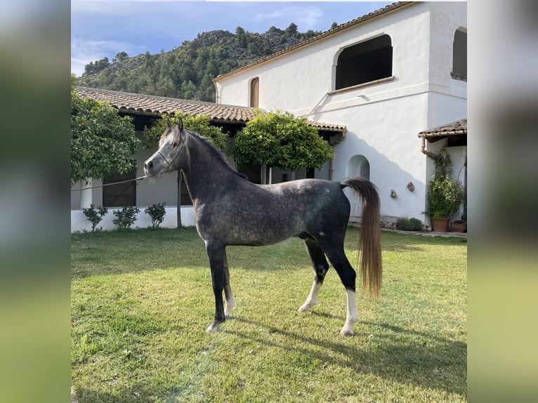 Arabian horses Stallion 4 years 15,1 hh Gray in Base Aeria De Pollença