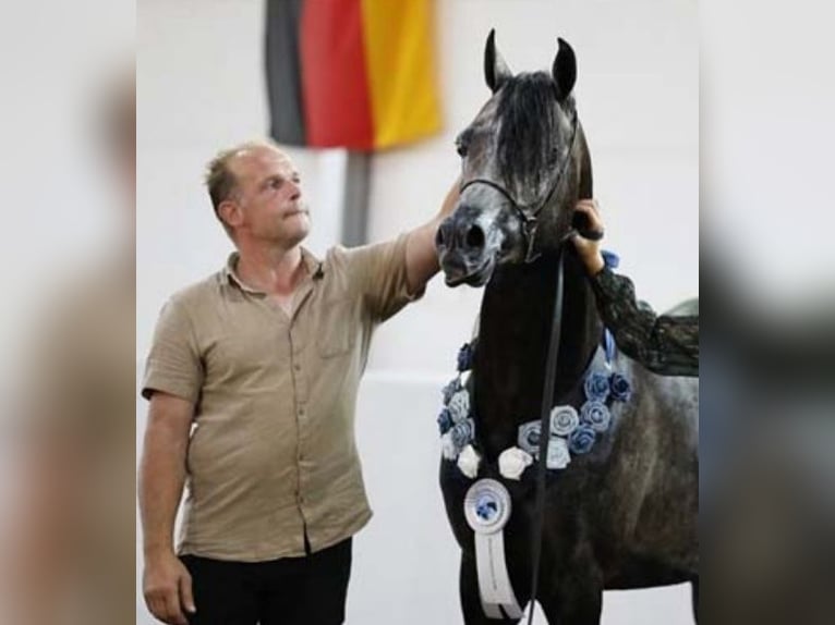 Arabian horses Stallion 4 years 15.1 hh Grey in 's-Hertogenbosch