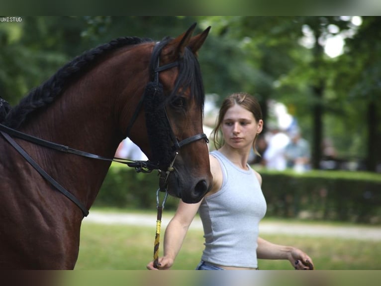 Arabian horses Stallion 4 years 15,2 hh Brown in Warszawa