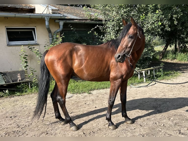 Arabian horses Stallion 4 years 15,2 hh Brown in Warszawa