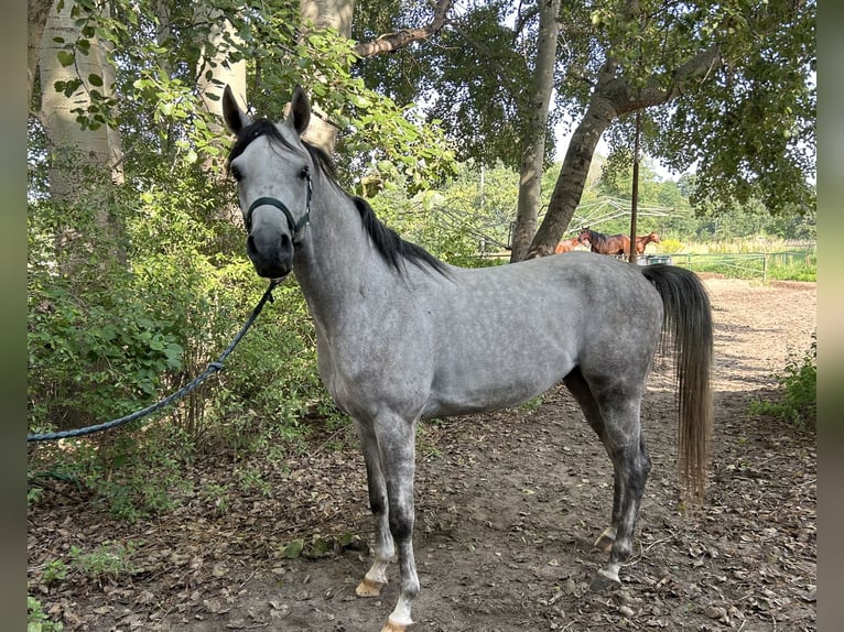Arabian horses Stallion 4 years 15,2 hh Gray in Warszawa
