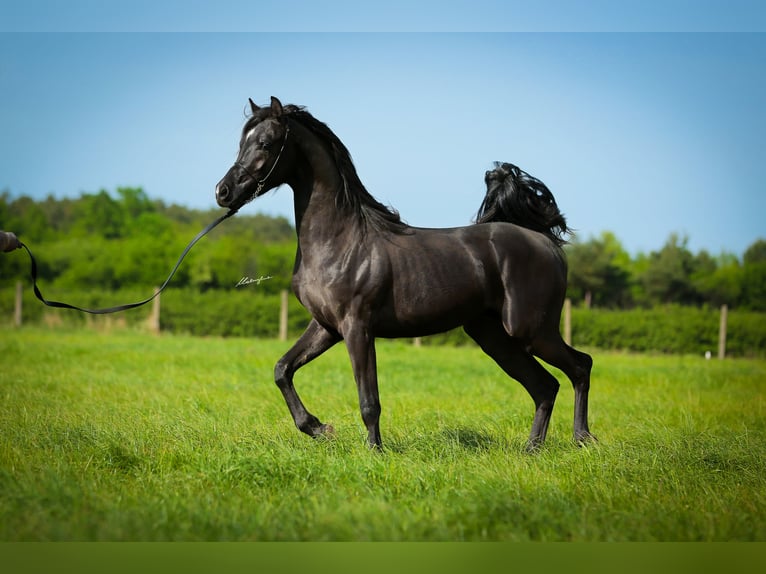 Arabian horses Stallion 4 years 15 hh Black in Krajna Polana