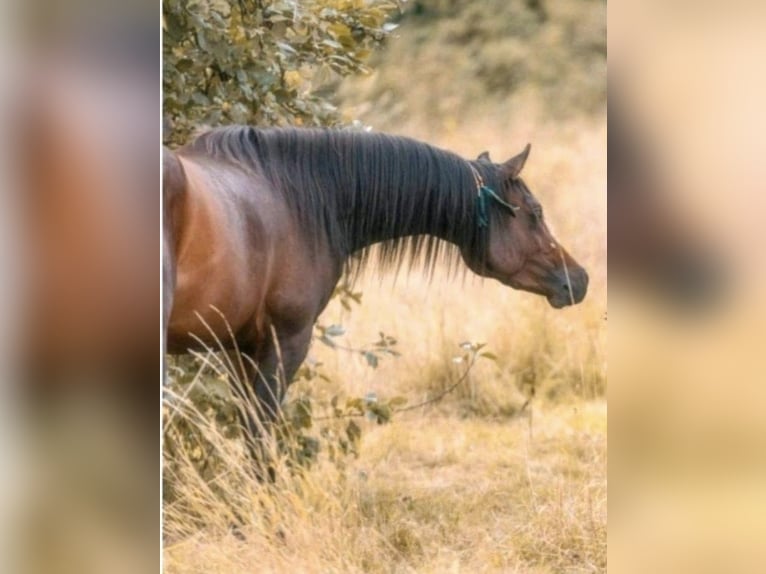 Arabian horses Stallion 4 years 15,1 hh Brown in Bissendorf