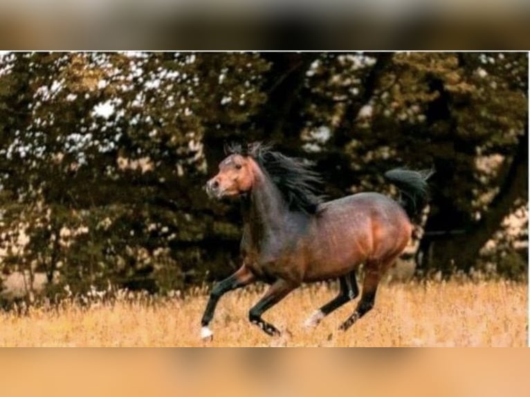 Arabian horses Stallion 4 years 15,1 hh Brown in Bissendorf