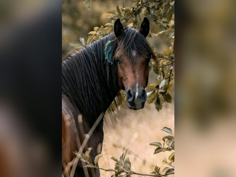 Arabian horses Stallion 4 years 15,1 hh Brown in Bissendorf