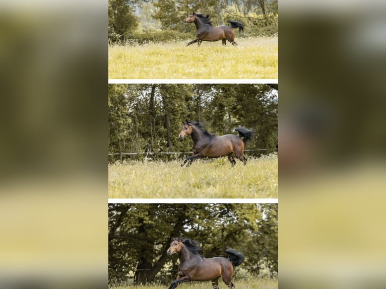 Arabian horses Stallion 4 years 15,1 hh Brown in Bissendorf