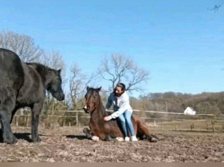 Arabian horses Stallion 4 years 15,1 hh Brown in Bissendorf