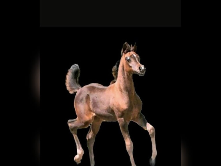 Arabian horses Stallion 4 years 15,1 hh Brown in Bissendorf
