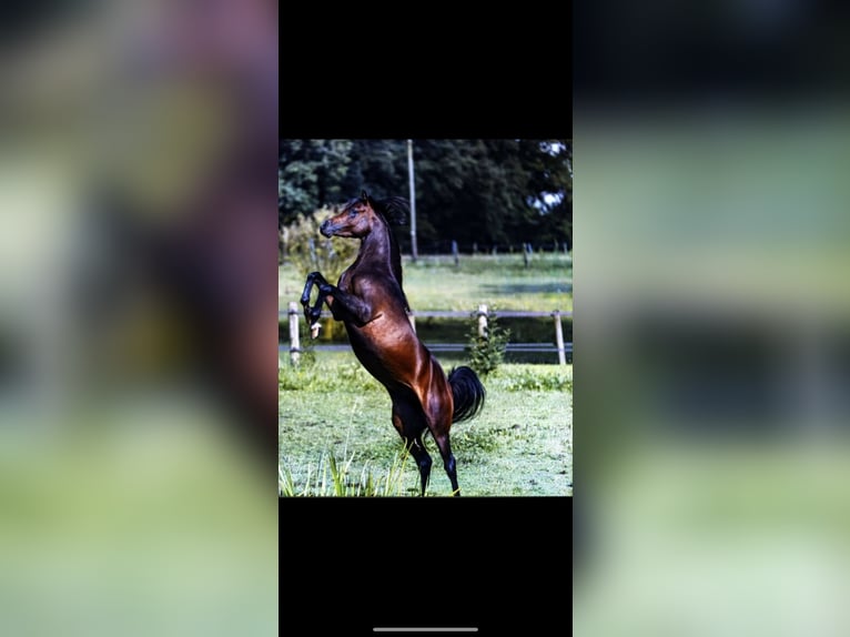 Arabian horses Stallion 4 years 15,1 hh Brown in Bissendorf