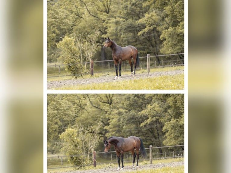 Arabian horses Stallion 4 years 15,1 hh Brown in Bissendorf