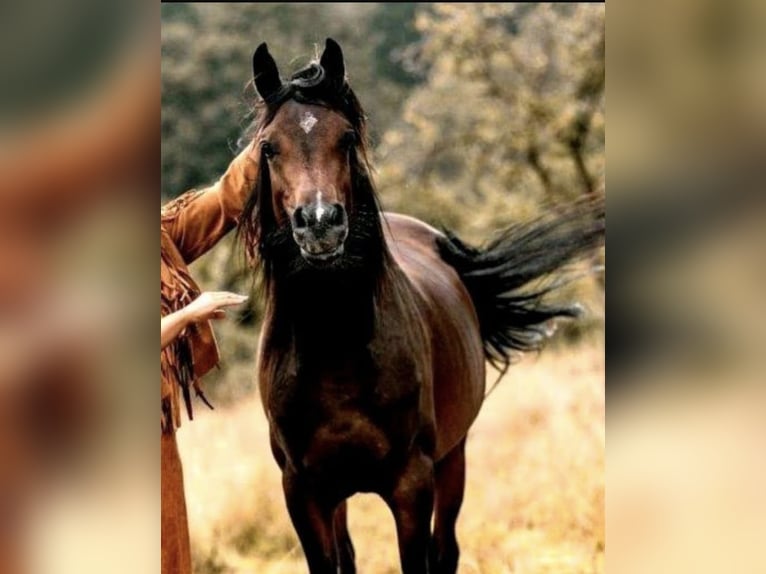 Arabian horses Stallion 4 years 15,1 hh Brown in Bissendorf