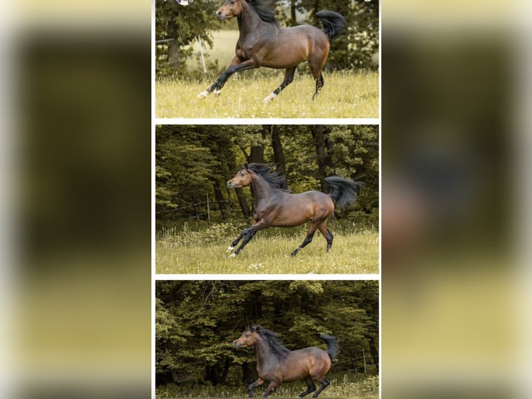 Arabian horses Stallion 4 years 15,1 hh Brown in Bissendorf