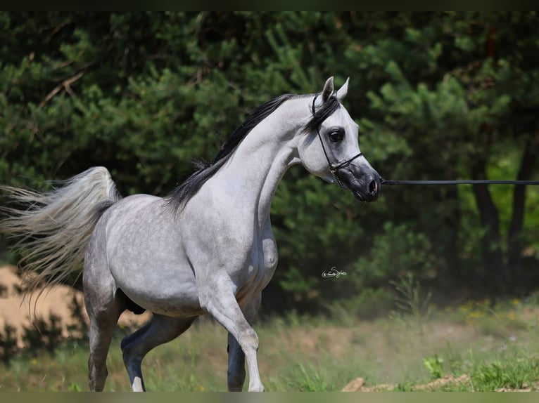 Arabian horses Stallion 4 years 15,1 hh Grey in Wielogóra Arabian horses Stallion 4 years 15,1 hh Grey in Wielogóra