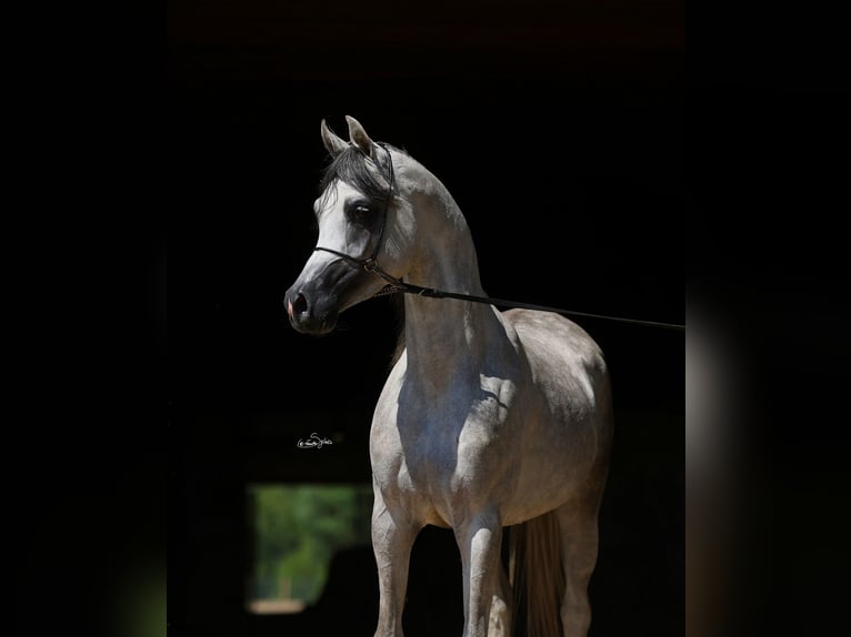 Arabian horses Stallion 4 years 15,1 hh Grey in Wielogóra Arabian horses Stallion 4 years 15,1 hh Grey in Wielogóra