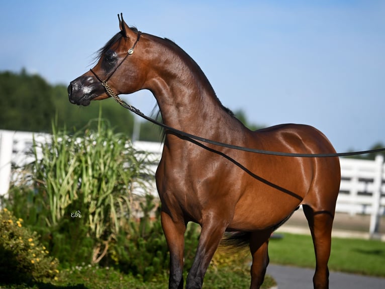 Arabian horses Stallion 4 years Brown in Wola Rz&#x119;dzi&#x144;ska