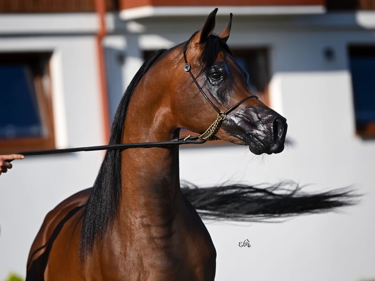 Arabian horses Stallion 4 years Brown in Wola Rz&#x119;dzi&#x144;ska