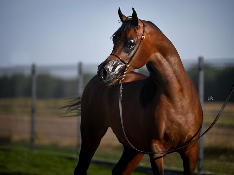 Arabian horses Stallion 4 years Brown in Wola Rz&#x119;dzi&#x144;ska