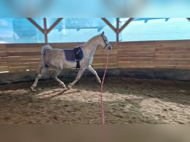 Arabian horses Stallion 4 years Gray in Poznań