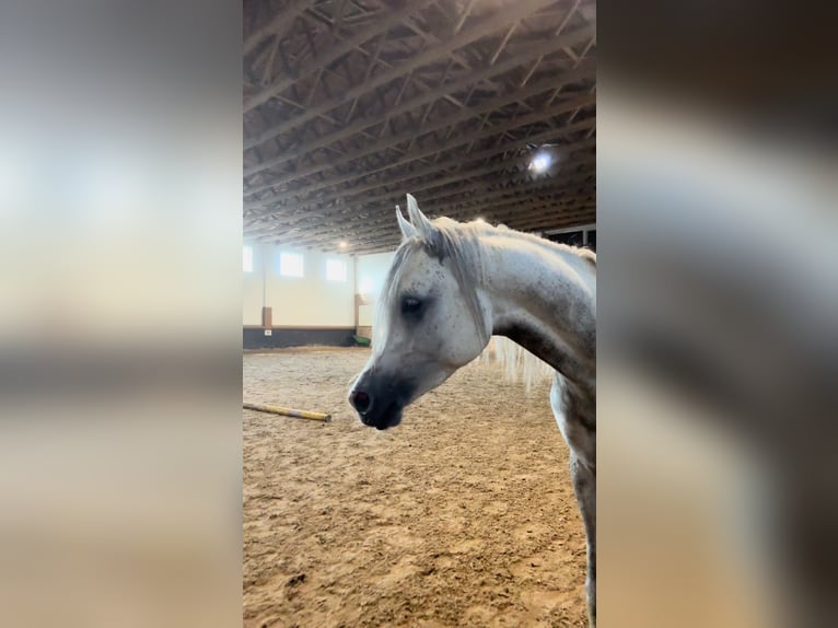 Arabian horses Stallion 4 years Gray in Poznań