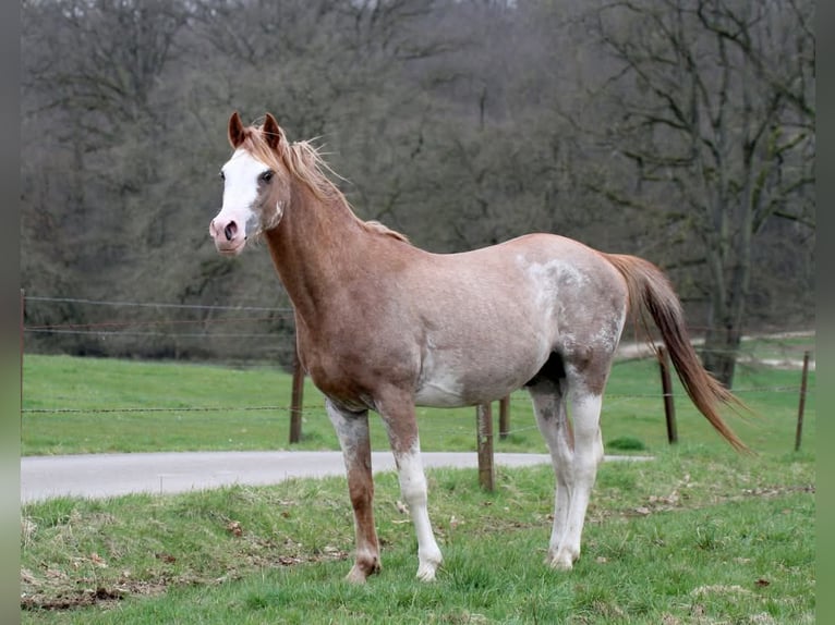 Arabian horses Stallion 5 years 14,1 hh Sabino in Watrange