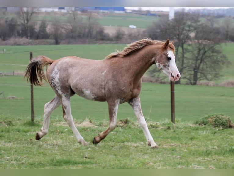 Arabian horses Stallion 5 years 14,1 hh Sabino in Watrange