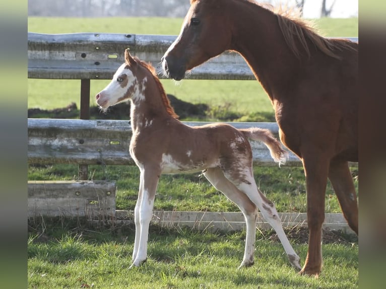 Arabian horses Stallion 5 years 14,1 hh Sabino in Watrange