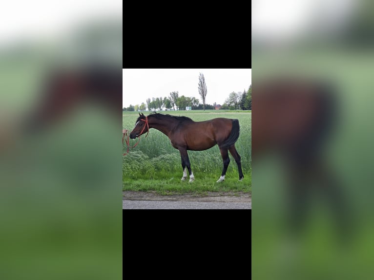 Arabian horses Stallion 5 years 14.2 hh Bay in Wyszków