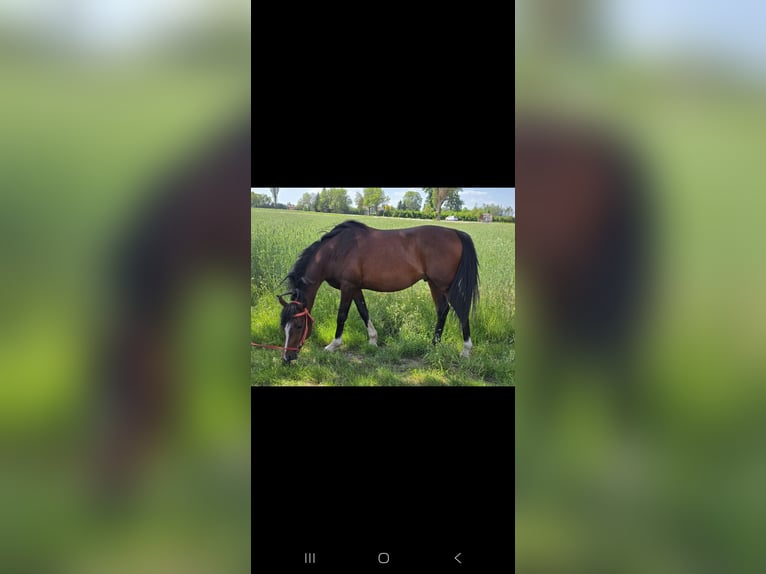 Arabian horses Stallion 5 years 14.2 hh Bay in Wyszków
