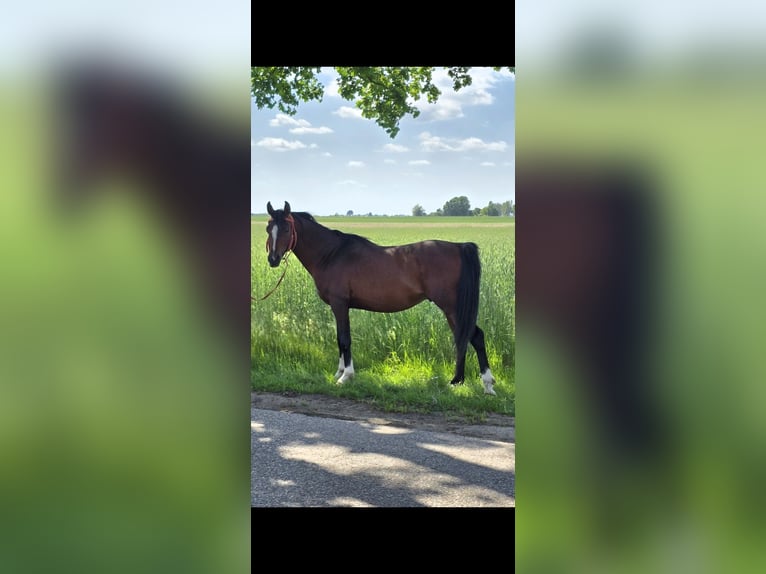 Arabian horses Stallion 5 years 14.2 hh Bay in Wyszków