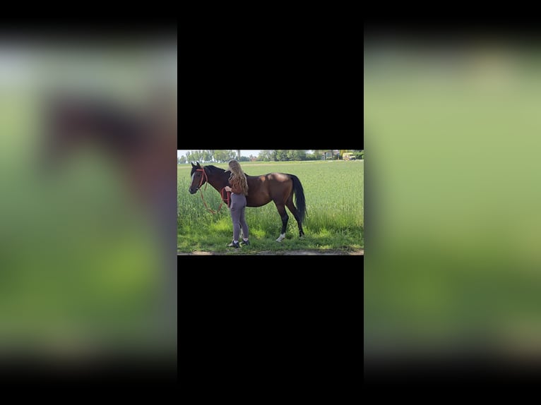 Arabian horses Stallion 5 years 14.2 hh Bay in Wyszków