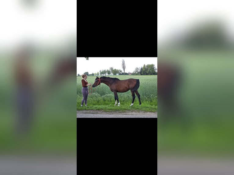 Arabian horses Stallion 5 years 14.2 hh Bay in Wyszków