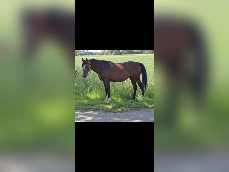 Arabian horses Stallion 5 years 14.2 hh Bay in Wyszków