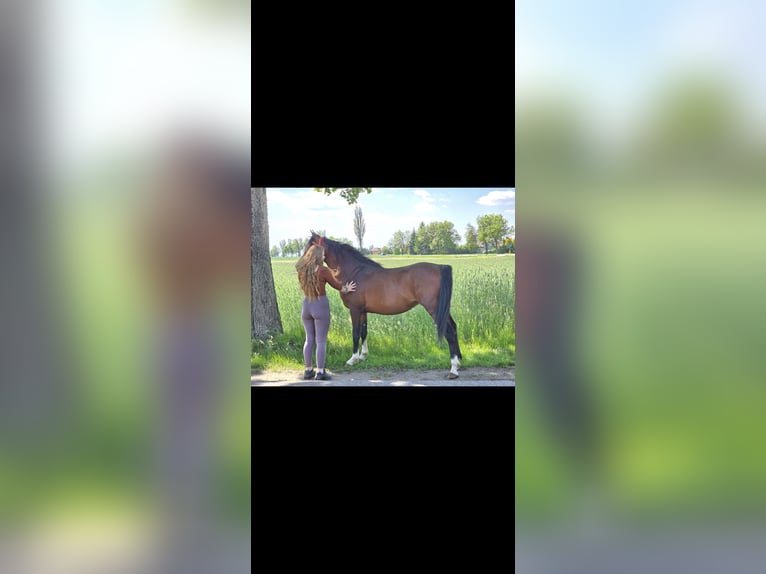 Arabian horses Stallion 5 years 14.2 hh Bay in Wyszków