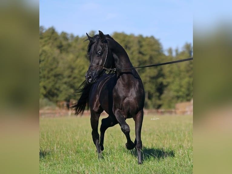 Arabian horses Stallion 5 years 14.2 hh Black in Jeżów