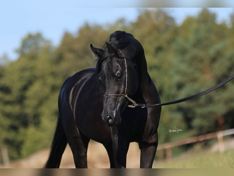 Arabian horses Stallion 5 years 14.2 hh Black in Jeżów
