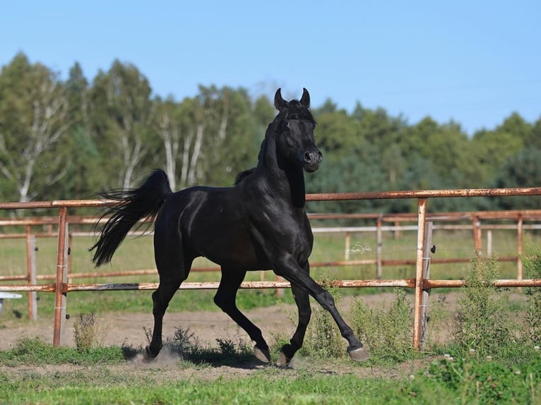 Arabian horses Stallion 5 years 14.2 hh Black in Jeżów