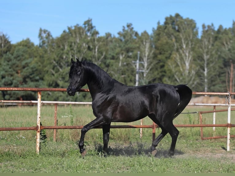 Arabian horses Stallion 5 years 14.2 hh Black in Jeżów
