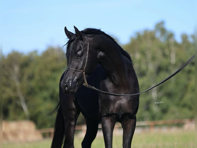 Arabian horses Stallion 5 years 14.2 hh Black in Jeżów