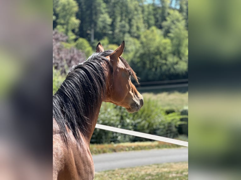 Arabian horses Stallion 5 years 14.2 hh Brown in Riegersburg